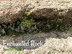 Pretty little yellow flowers and fern growing in the shade of a crack in Enchanted Rock. Enchanted Rock Postcard pink granite and little yellow flowers up close | MWittMcCarty.com