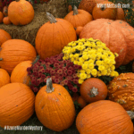Pumpkins and Mums at the Fall Festival | MWittMcCarty.com